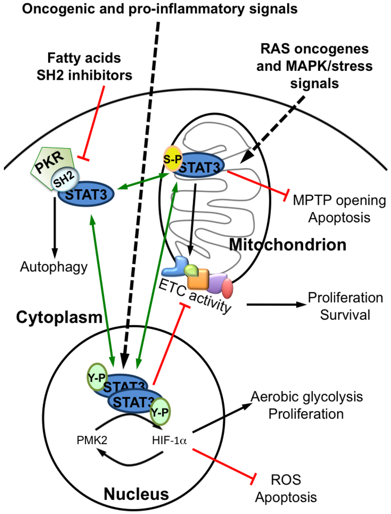 Sensory Mechanisms of