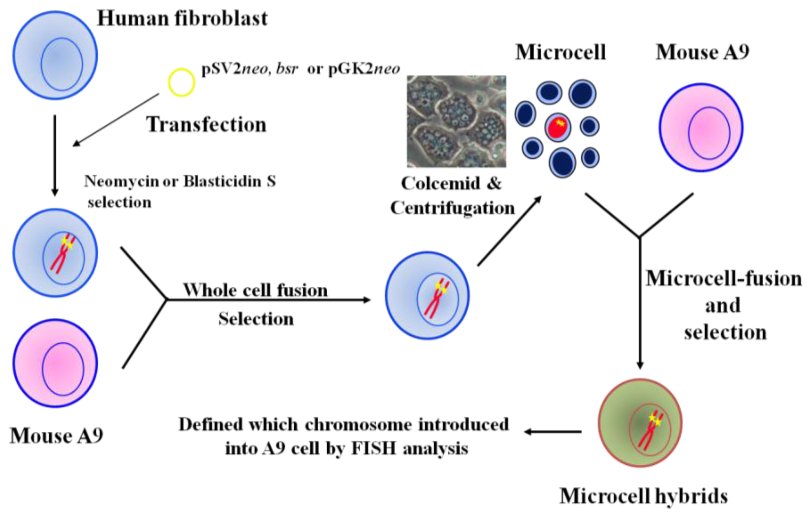 cancers free full text studies of tumor suppressor genes via tumor suppressor genes