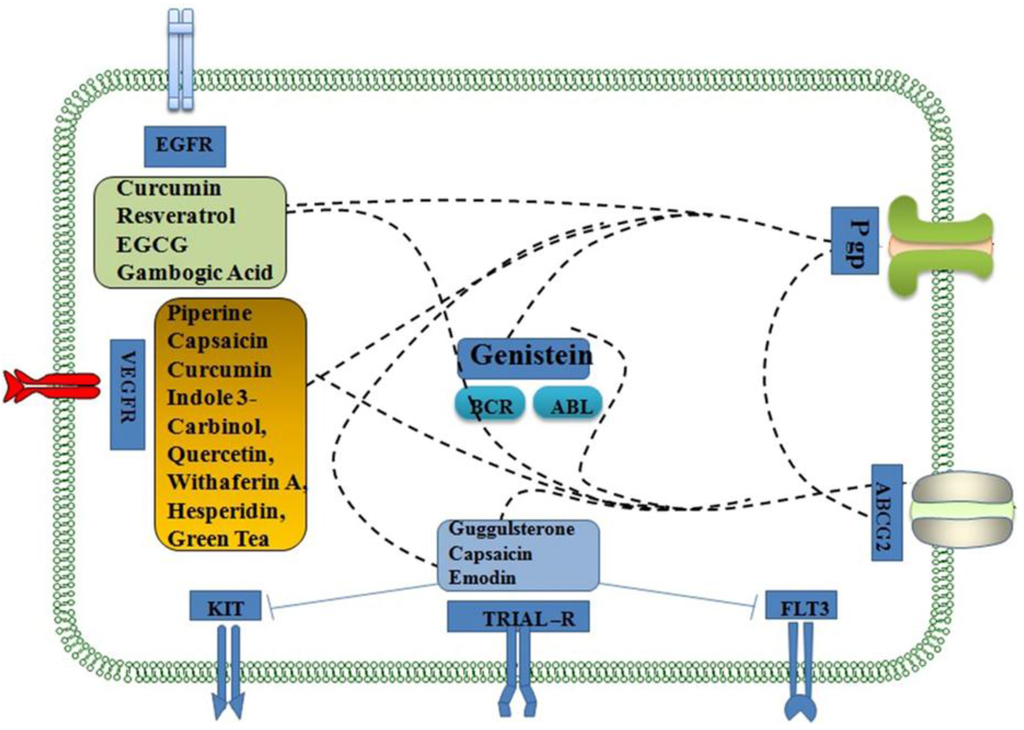 Resveratrol cancer chemotherapy study