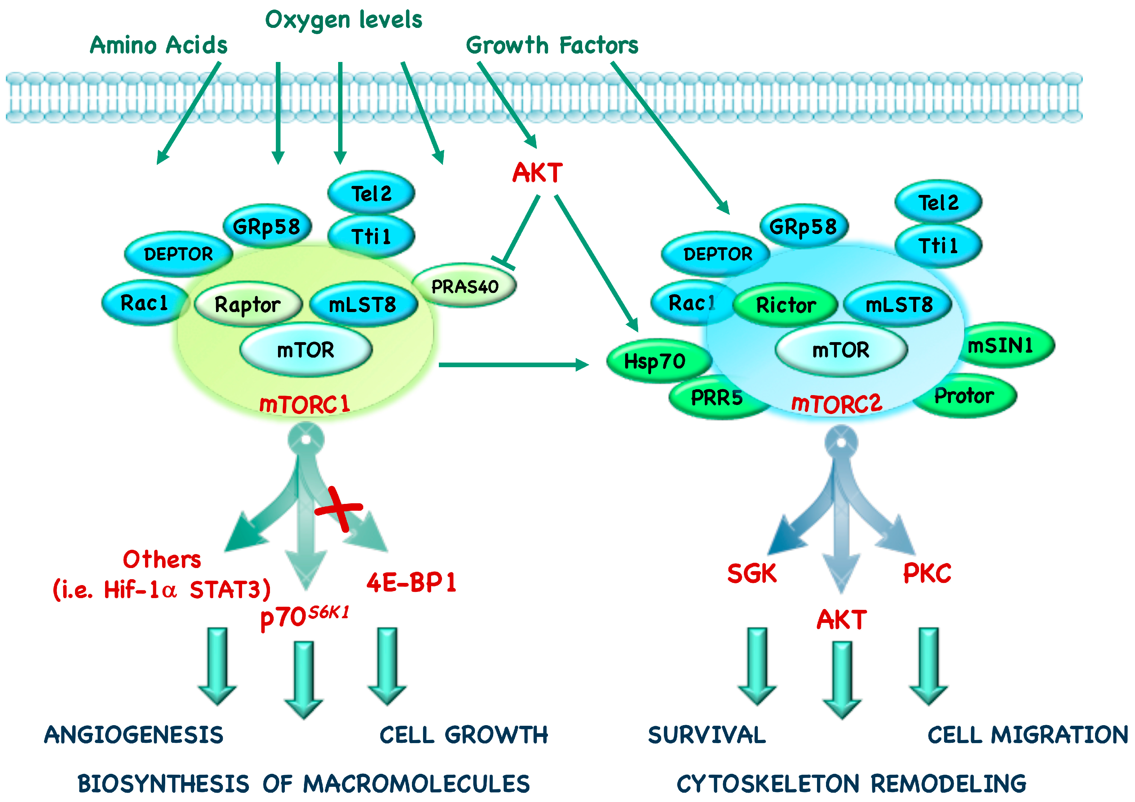 Downregulation of cancer stem cell properties via mTOR 