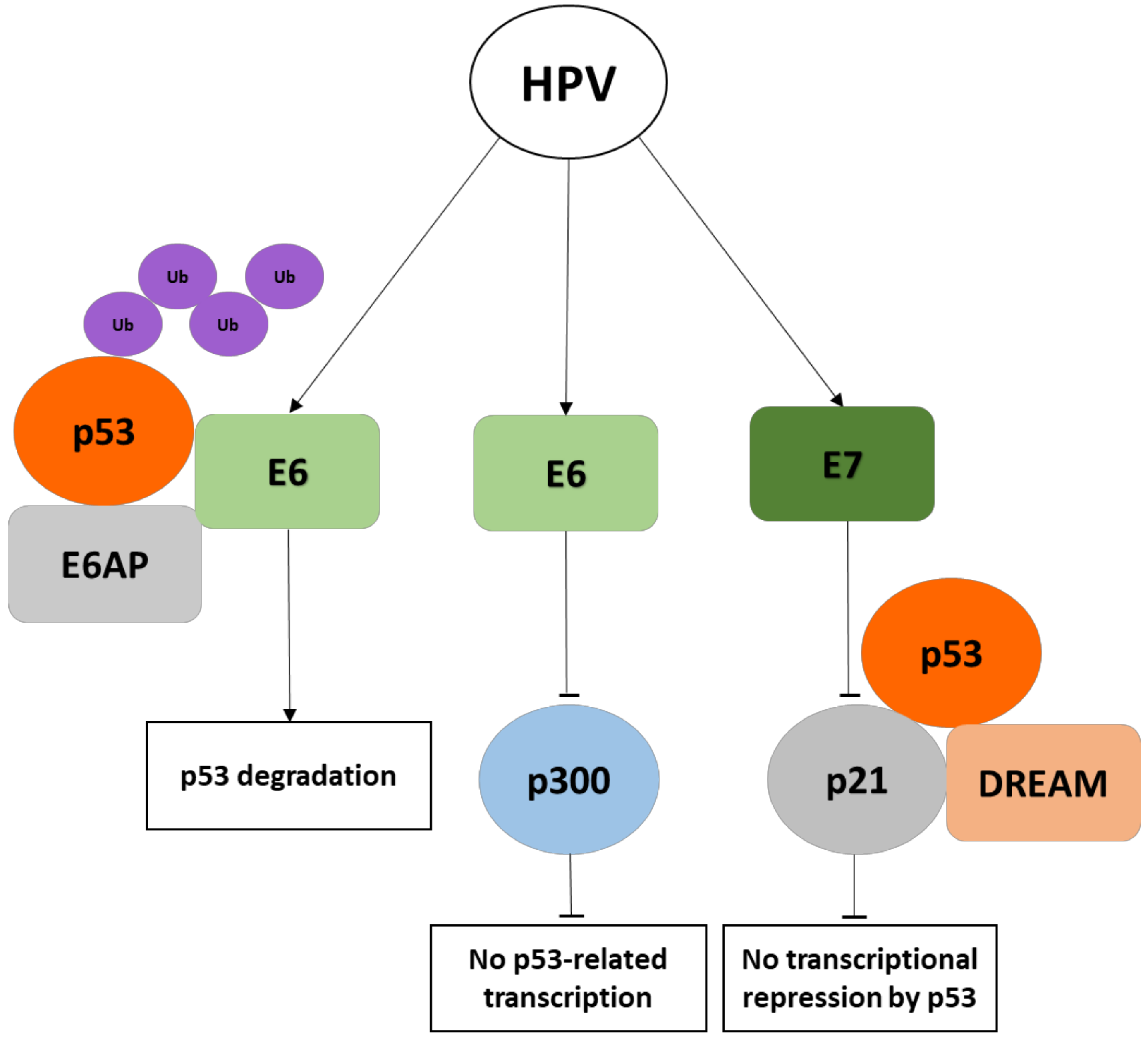 Cancers Free FullText Human Oncoviruses and p53 Tumor Suppressor