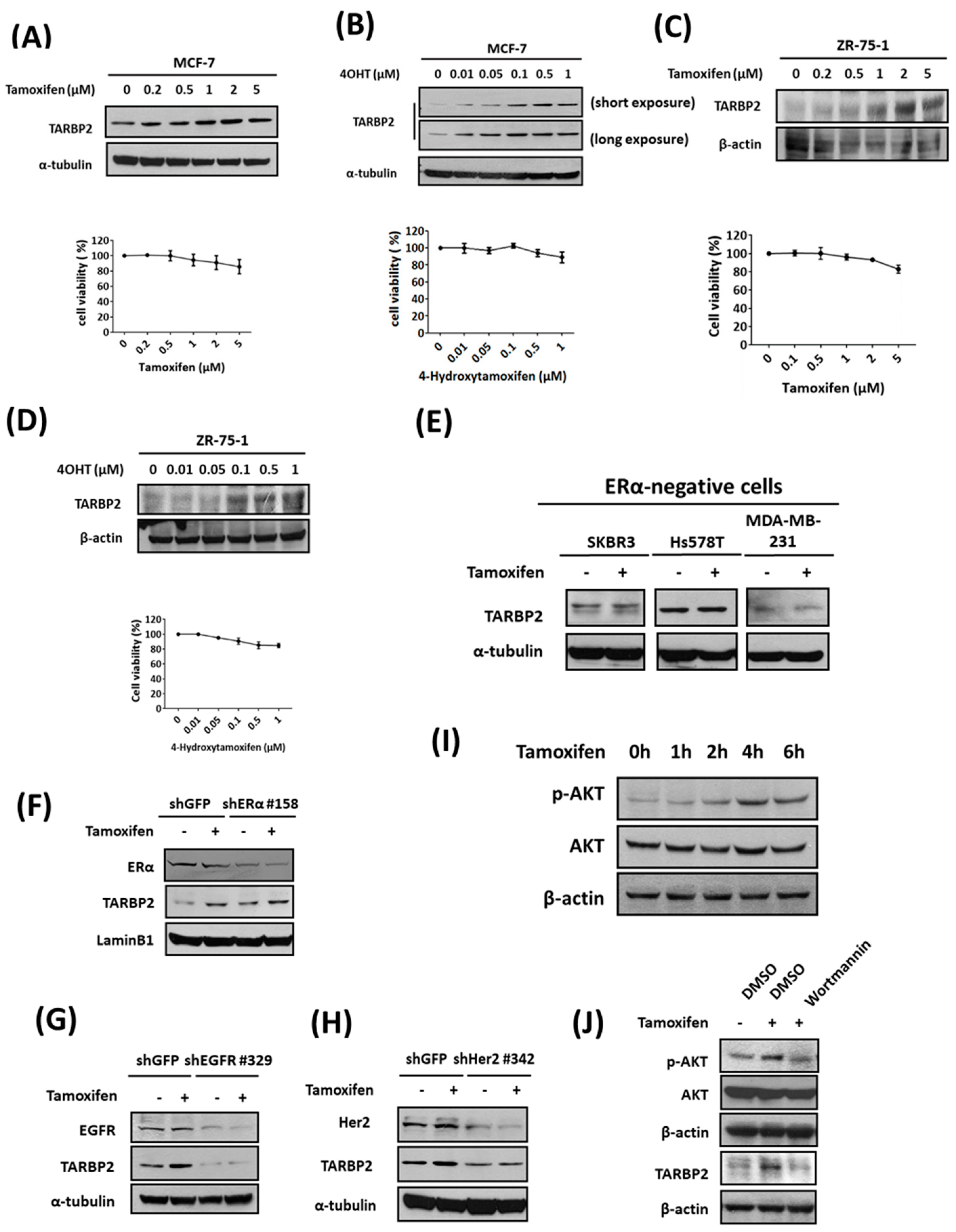 Cancers 11 00210 g003