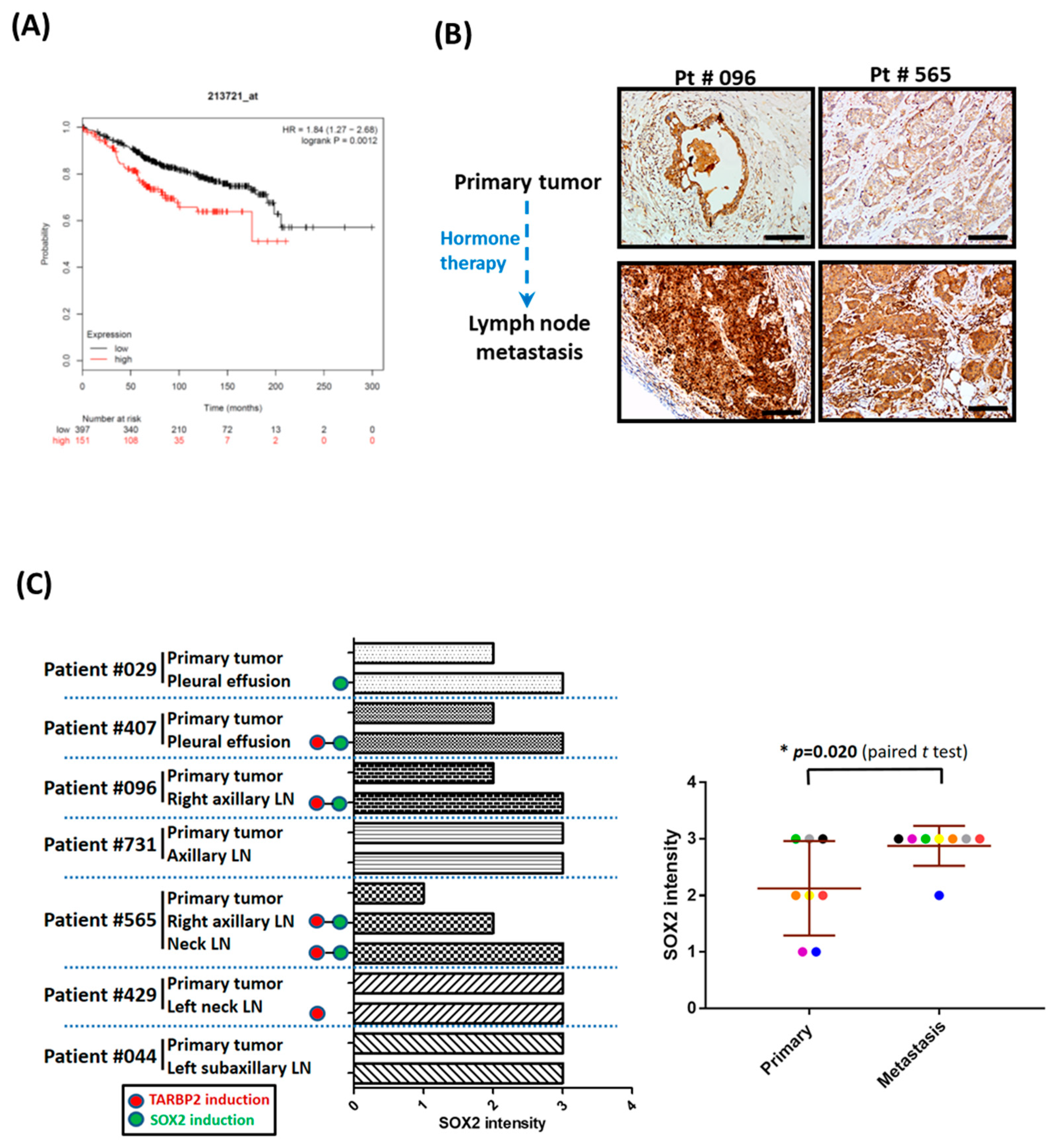 Cancers 11 00210 g007a