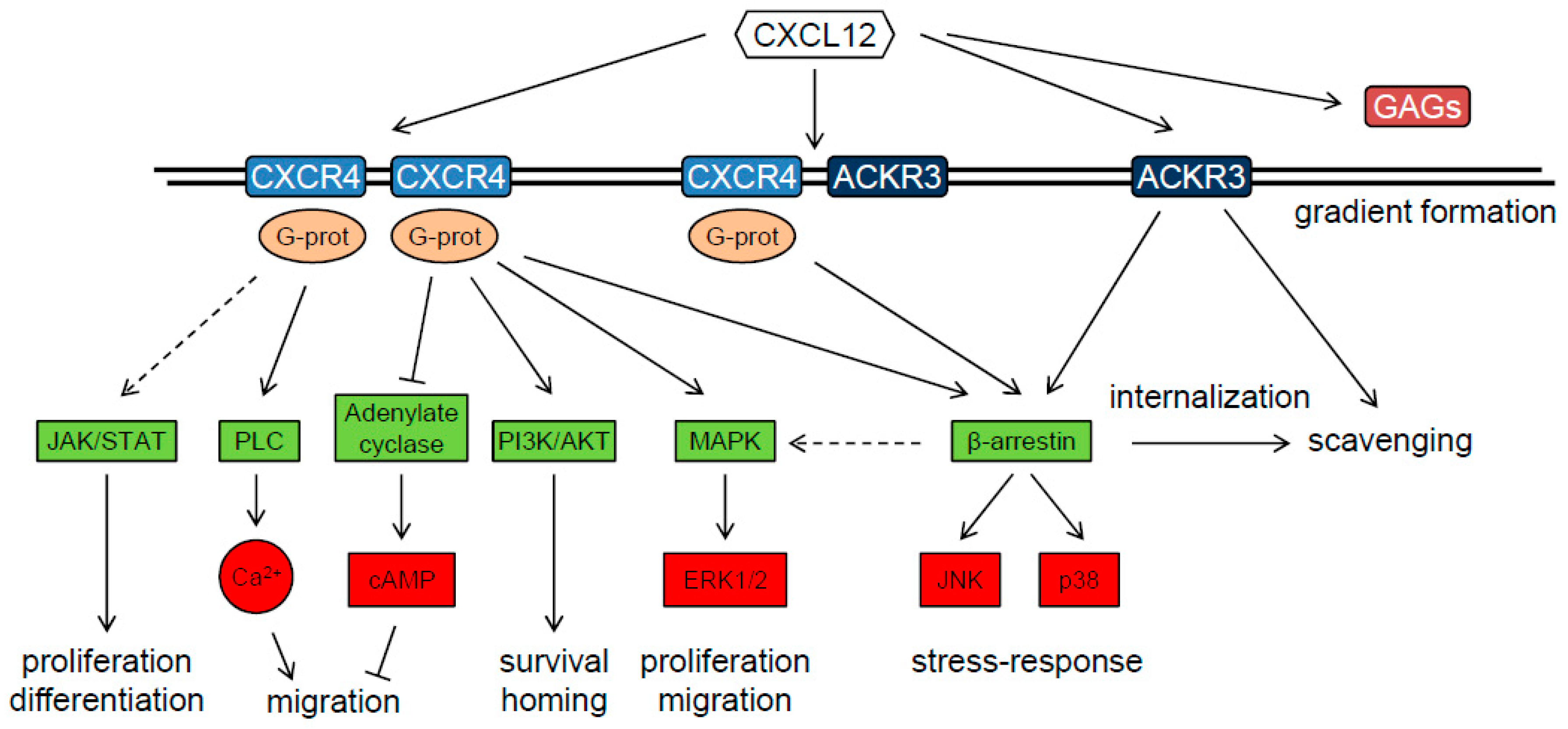 Cancers 11 00272 g003 Cancers 11 00272 g003