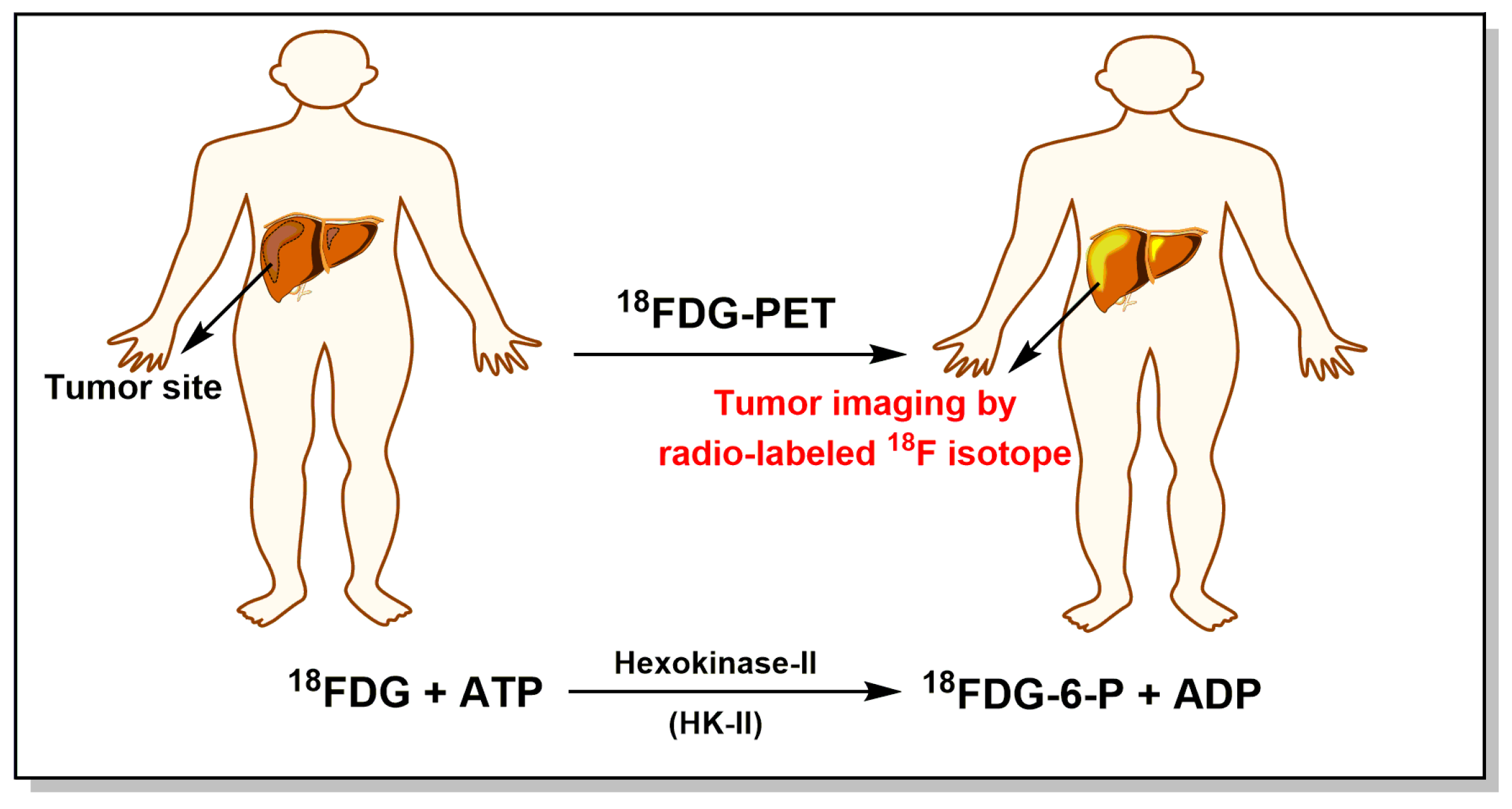 Cancers 11 00317 g003