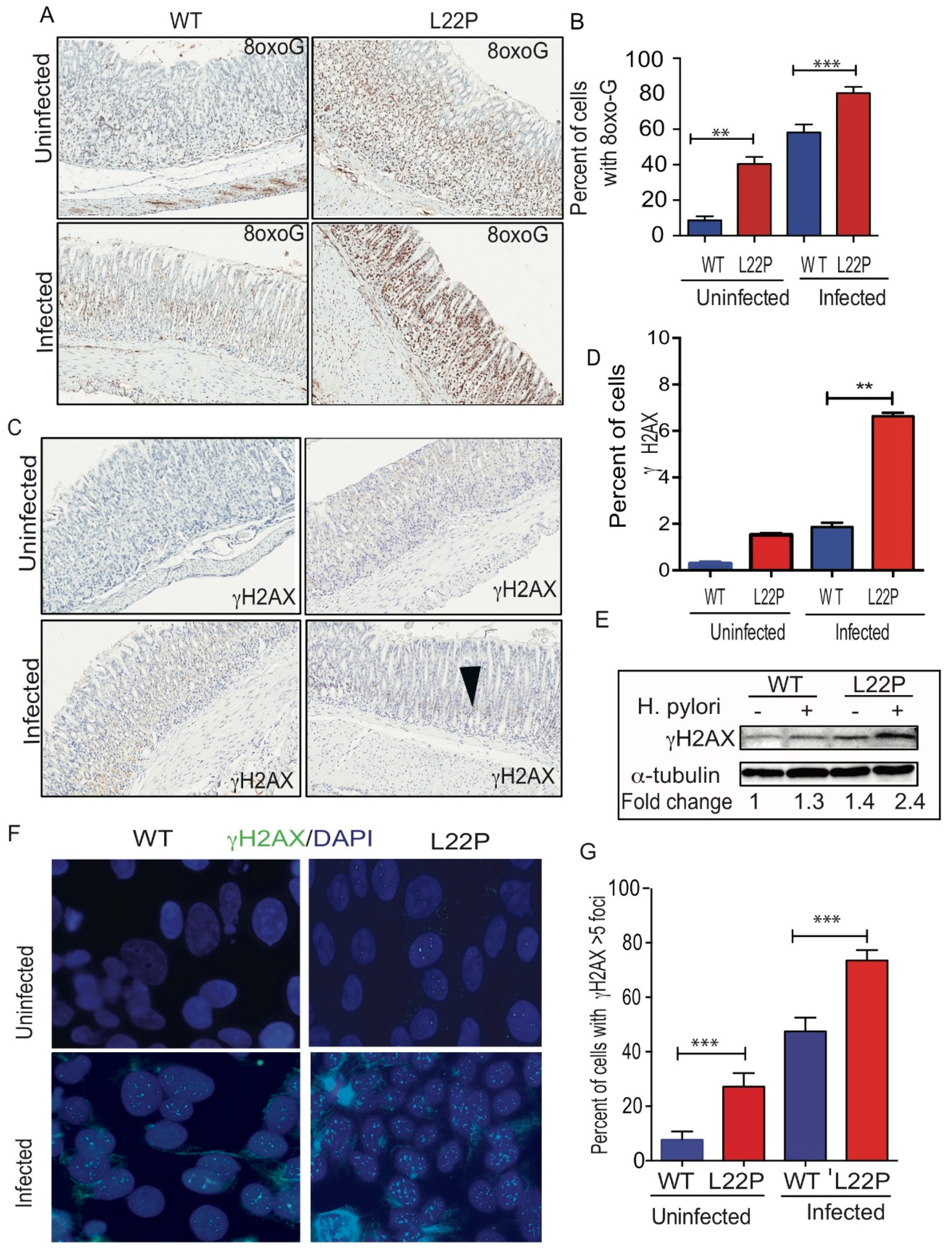 Cancers 11 00843 g002