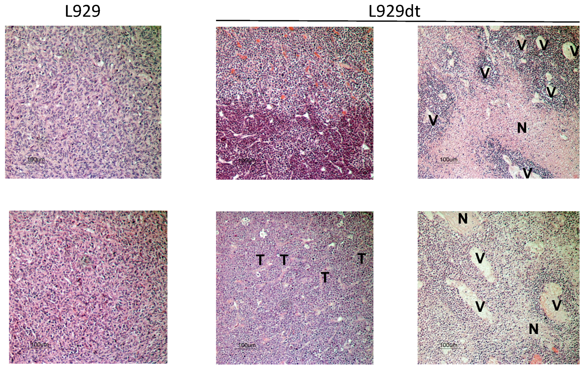 Cancers 11 01027 g005 Cancers 11 01027 g005