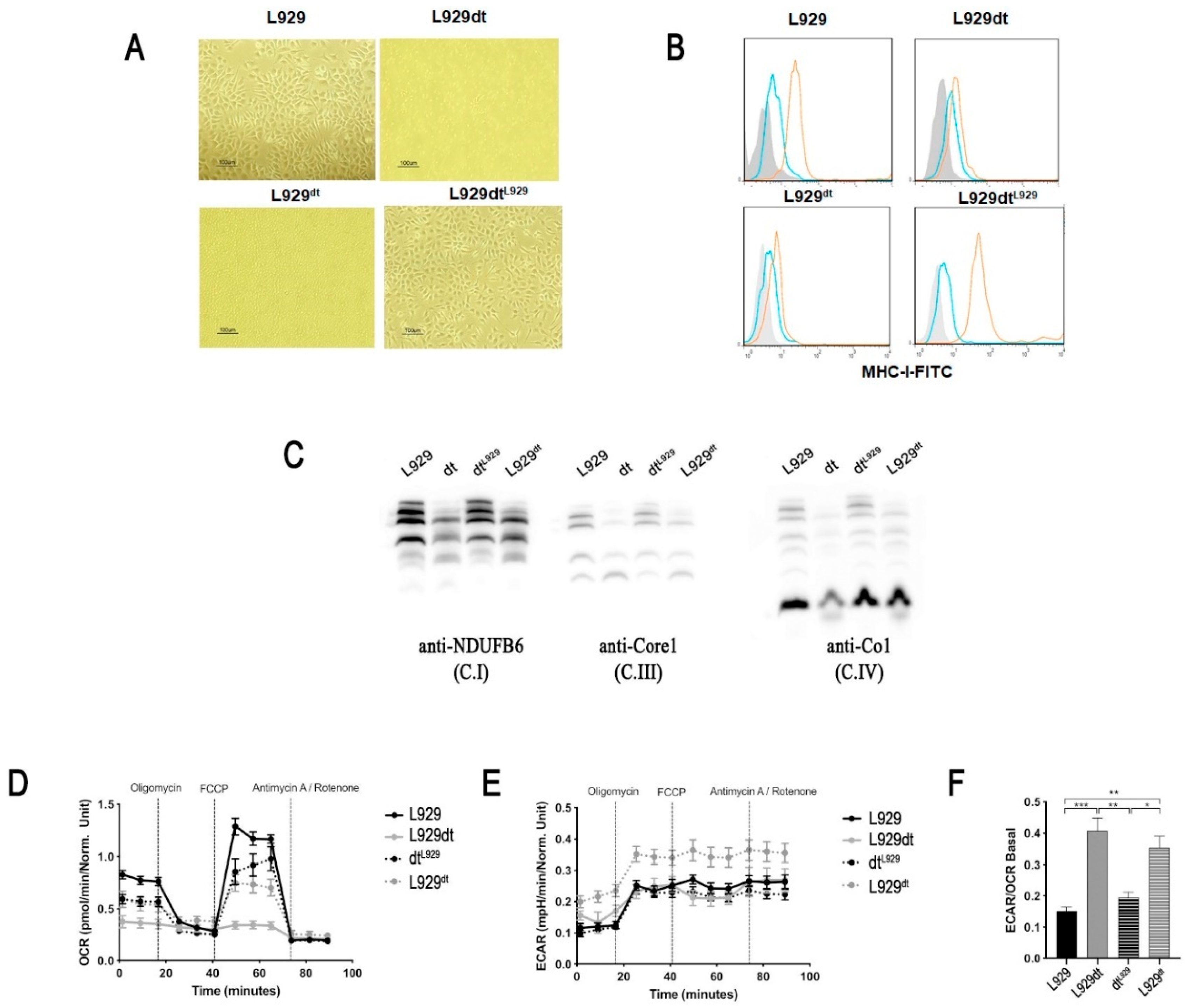 Cancers 11 01027 g007 Cancers 11 01027 g007