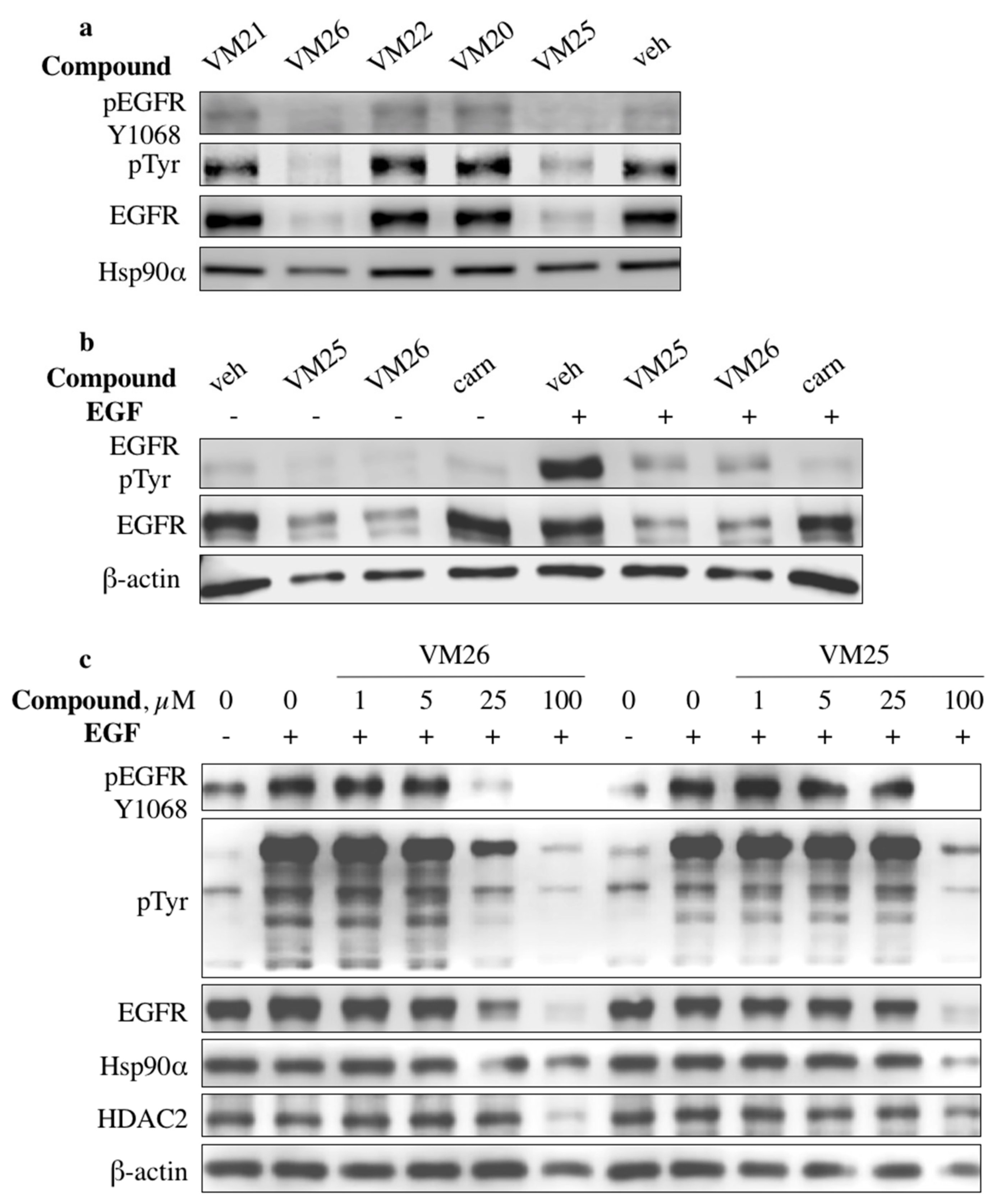 Cancers 11 01094 g002 Cancers 11 01094 g002