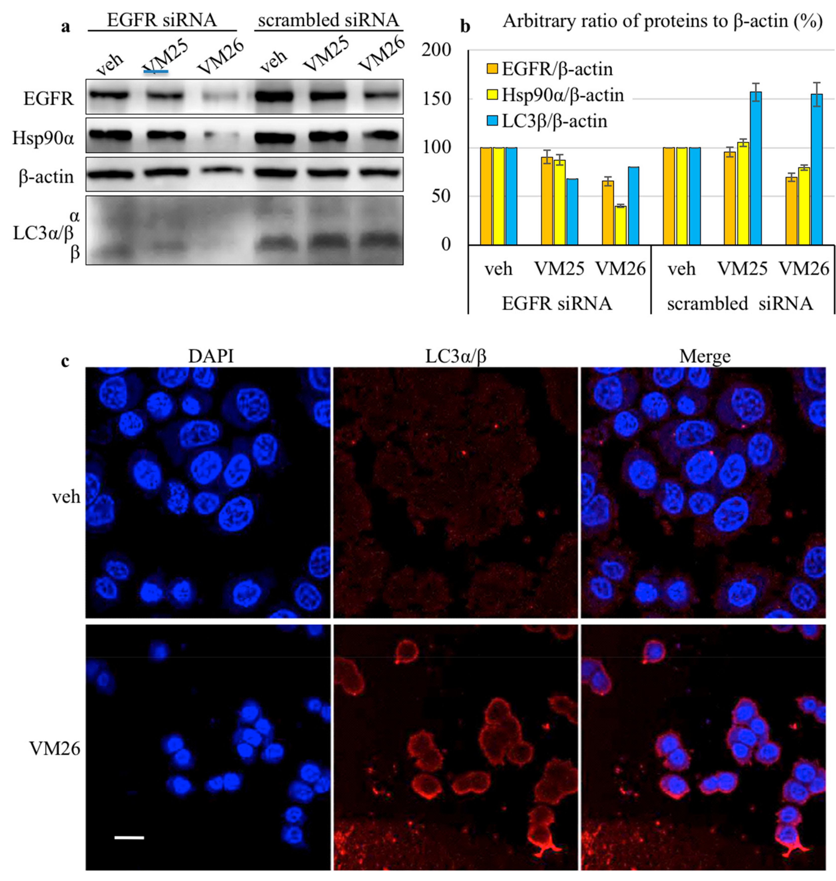Cancers 11 01094 g003 Cancers 11 01094 g003