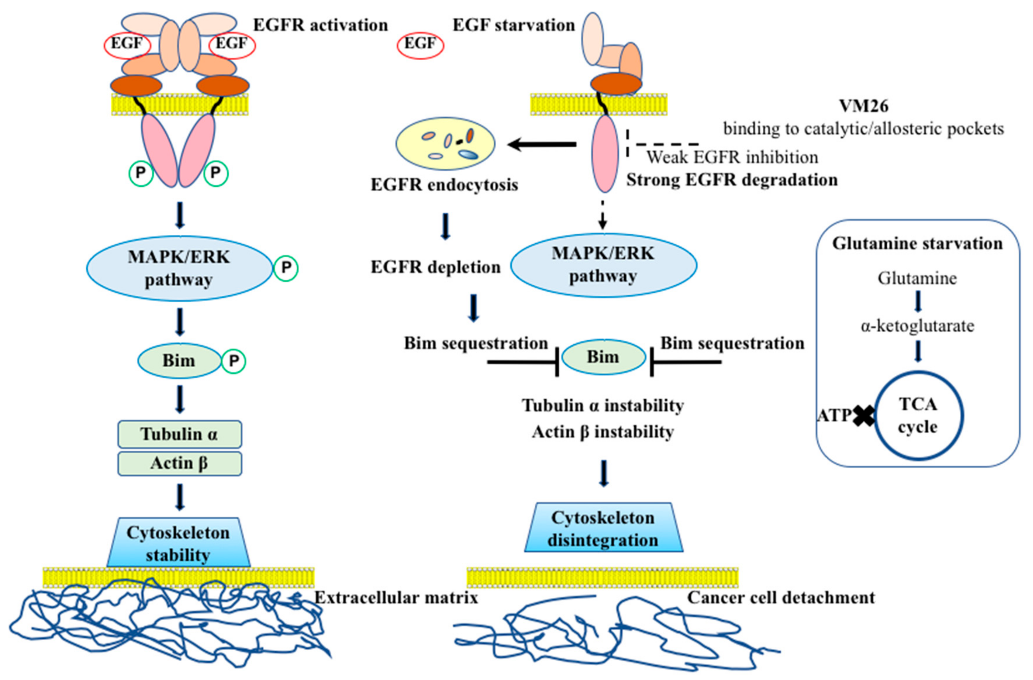 Cancers 11 01094 g008 Cancers 11 01094 g008