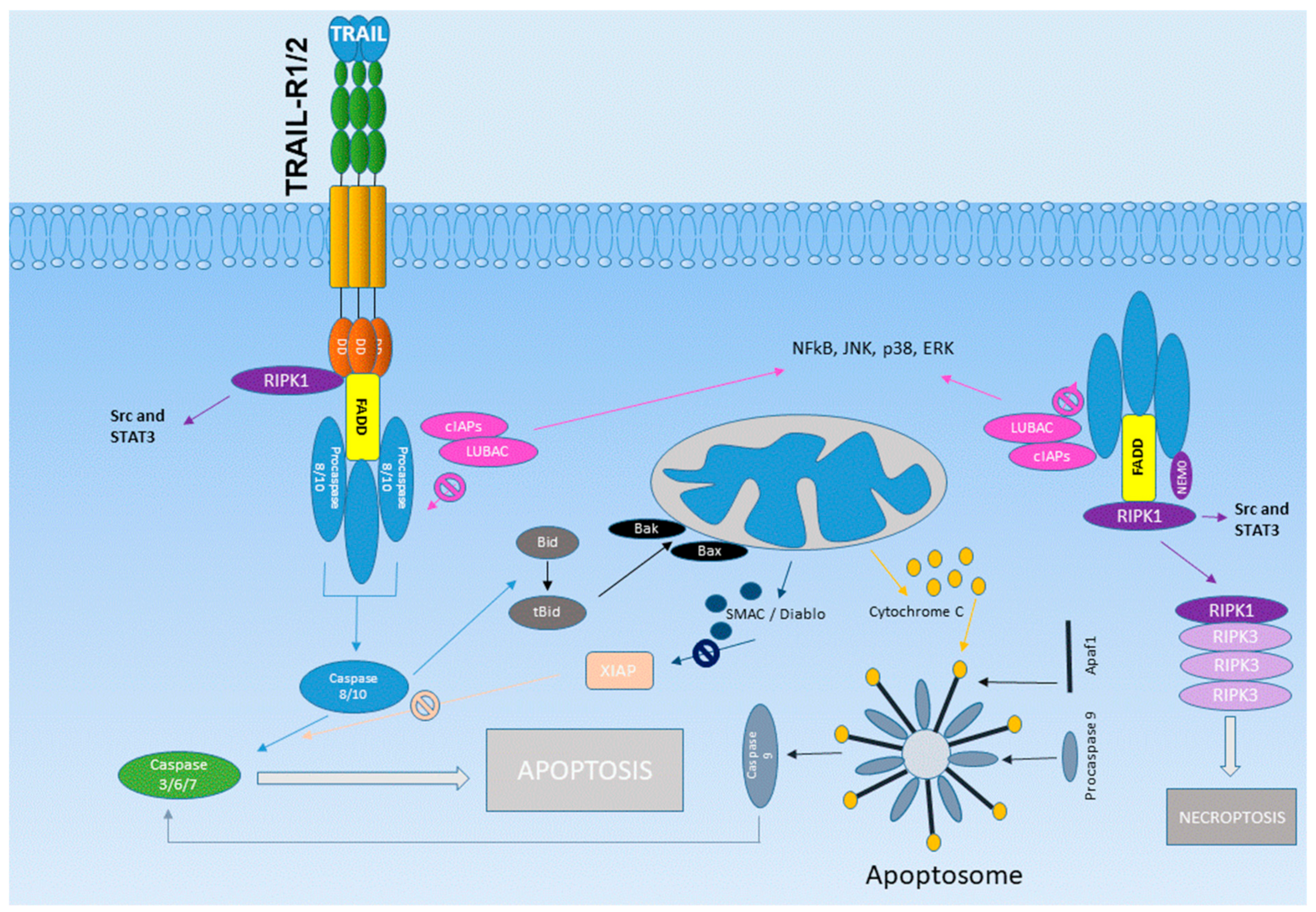 Cancers 11 01161 g002