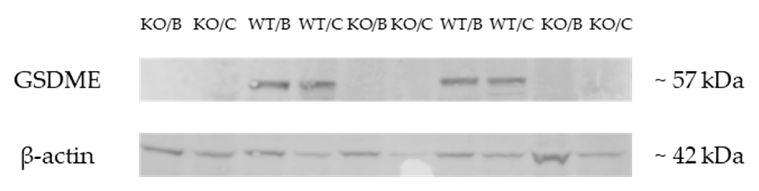 Cancers 11 01214 g002