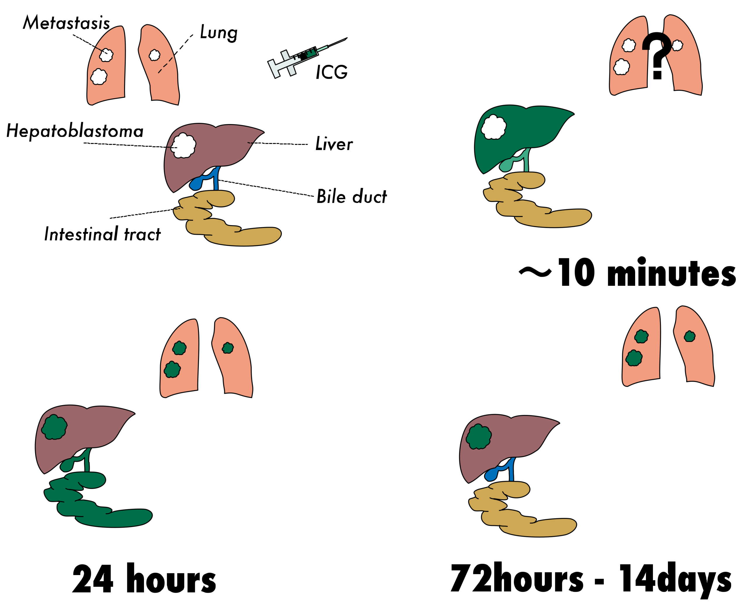 Cancers 11 01215 g008 Cancers 11 01215 g008