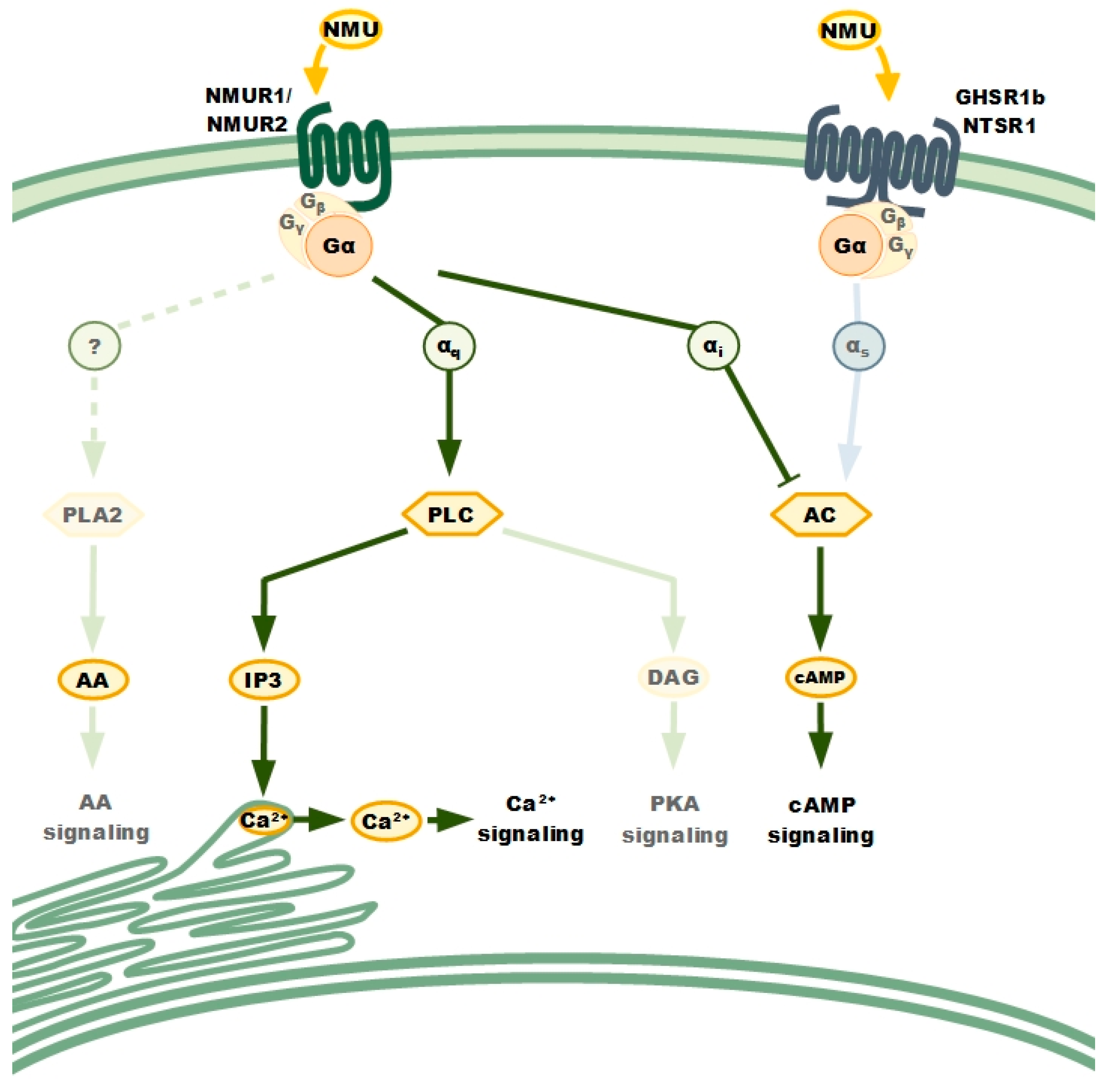 Cancers 11 01312 g001 Cancers 11 01312 g001