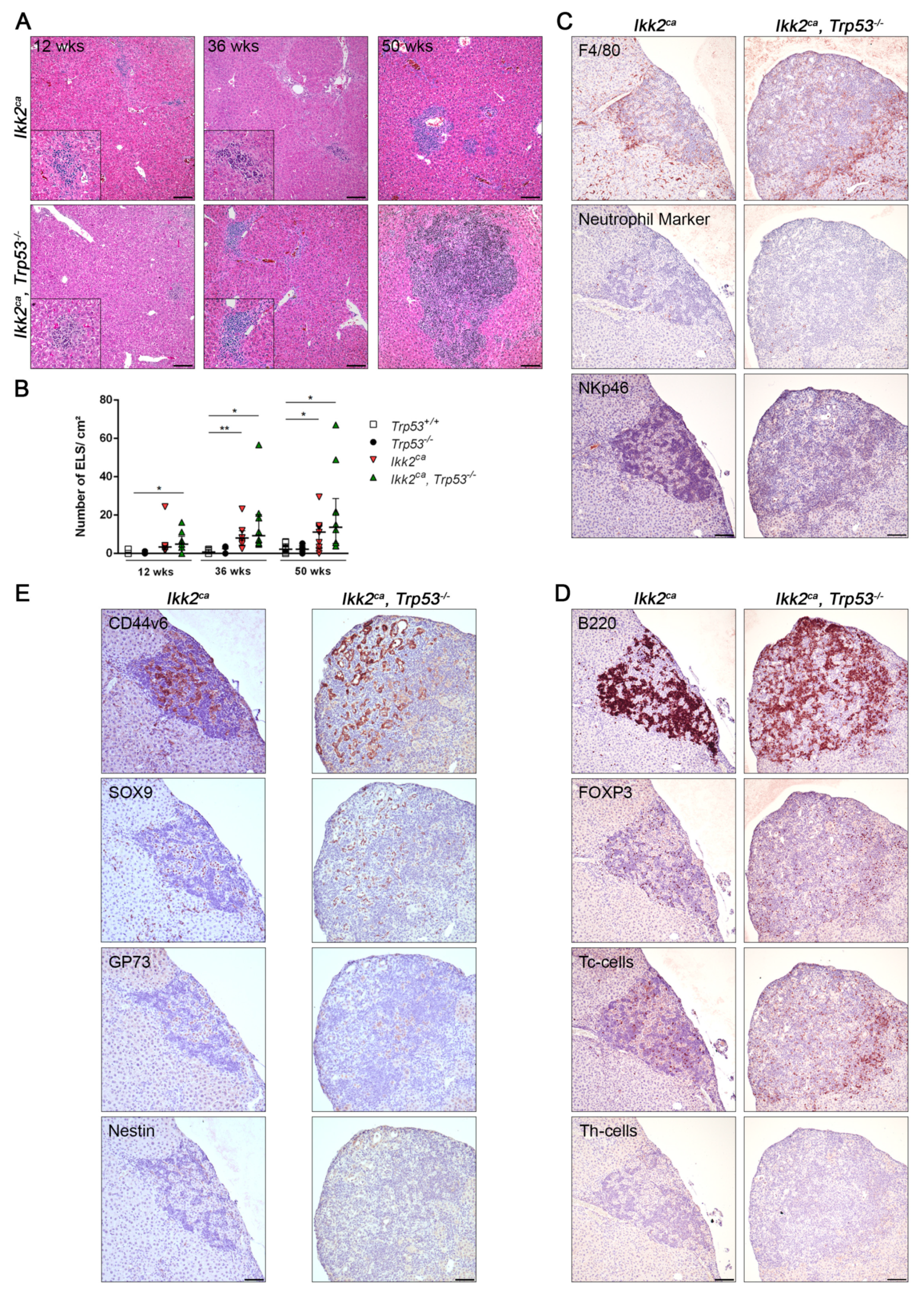 Cancers 11 01410 g005