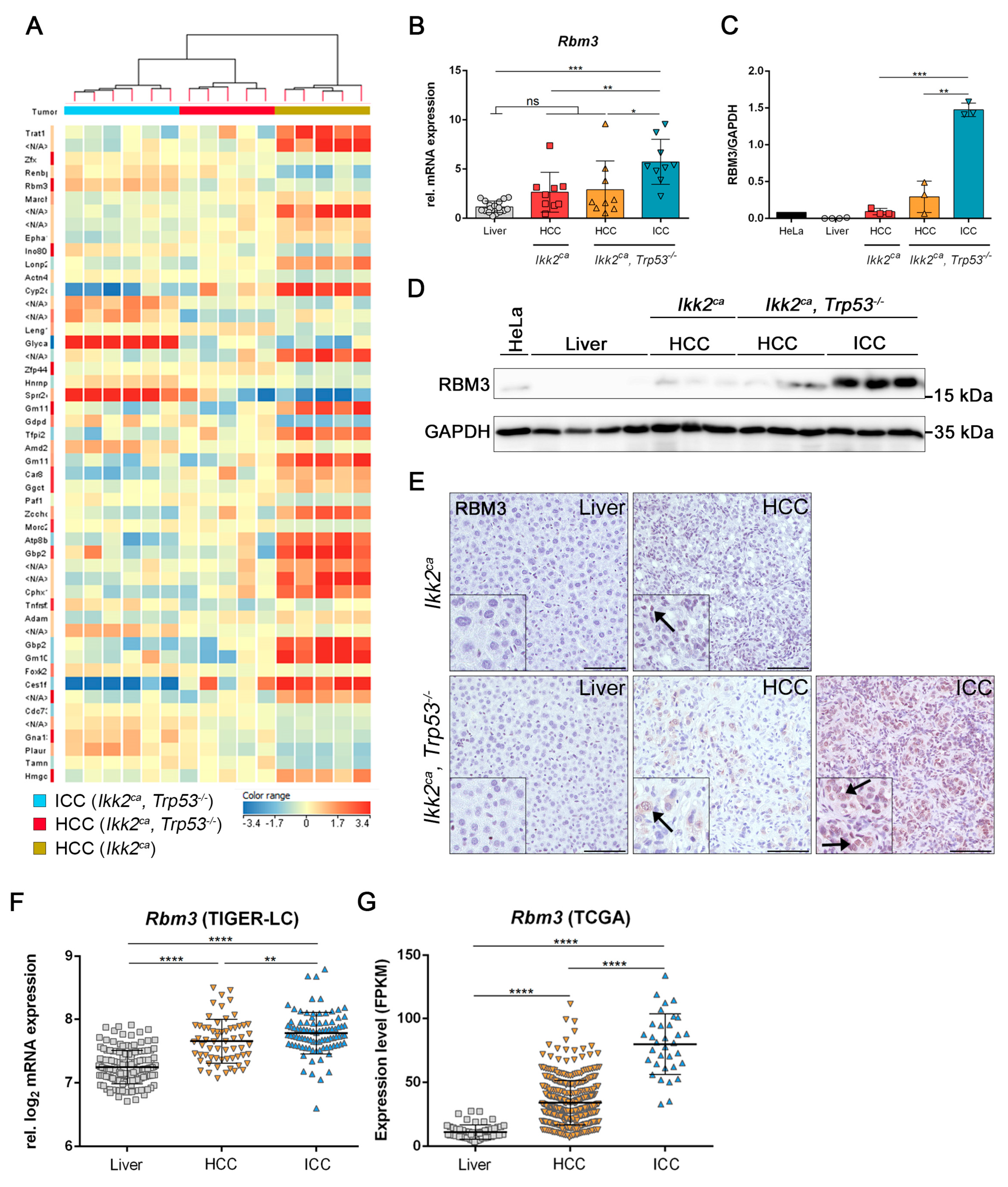 Cancers 11 01410 g006