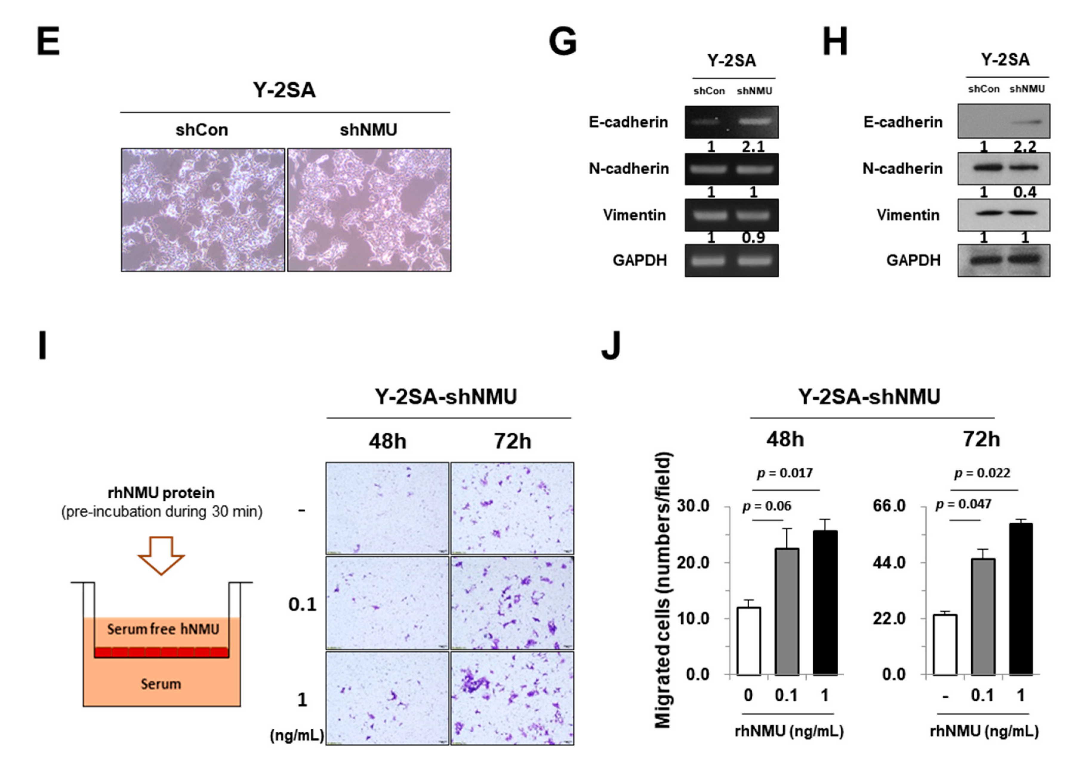 Cancers 11 01477 g004b