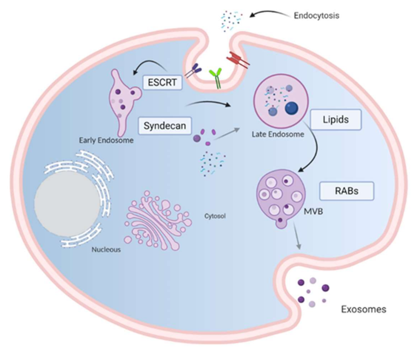 Cancers 13 00847 g001