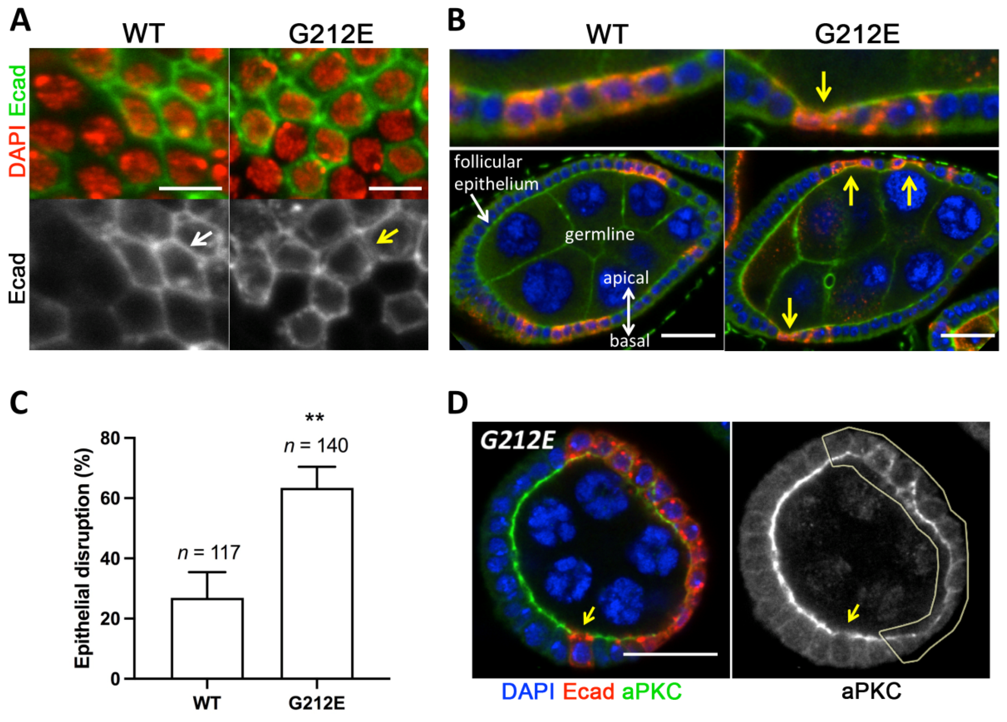 Cancers 13 04359 g005