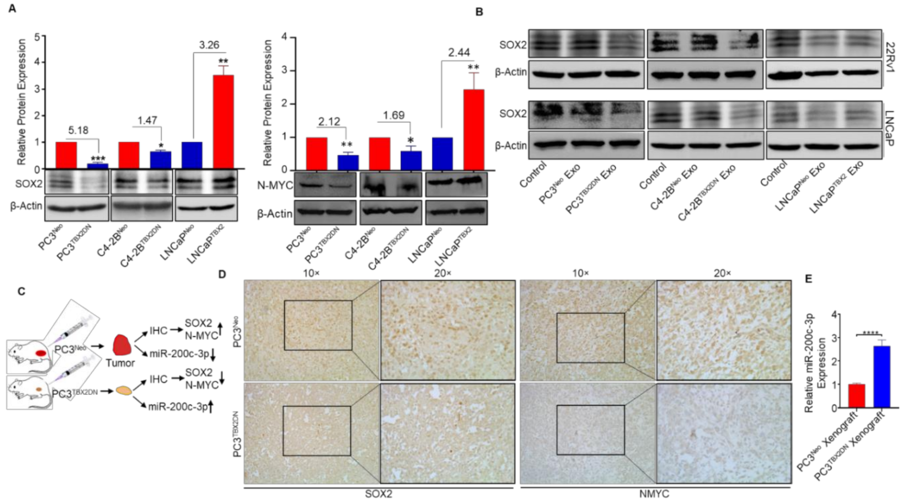 Cancers 13 05020 g003