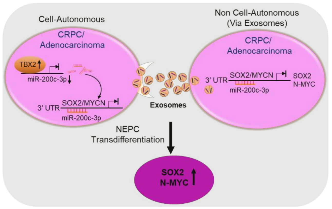 Cancers 13 05020 g006