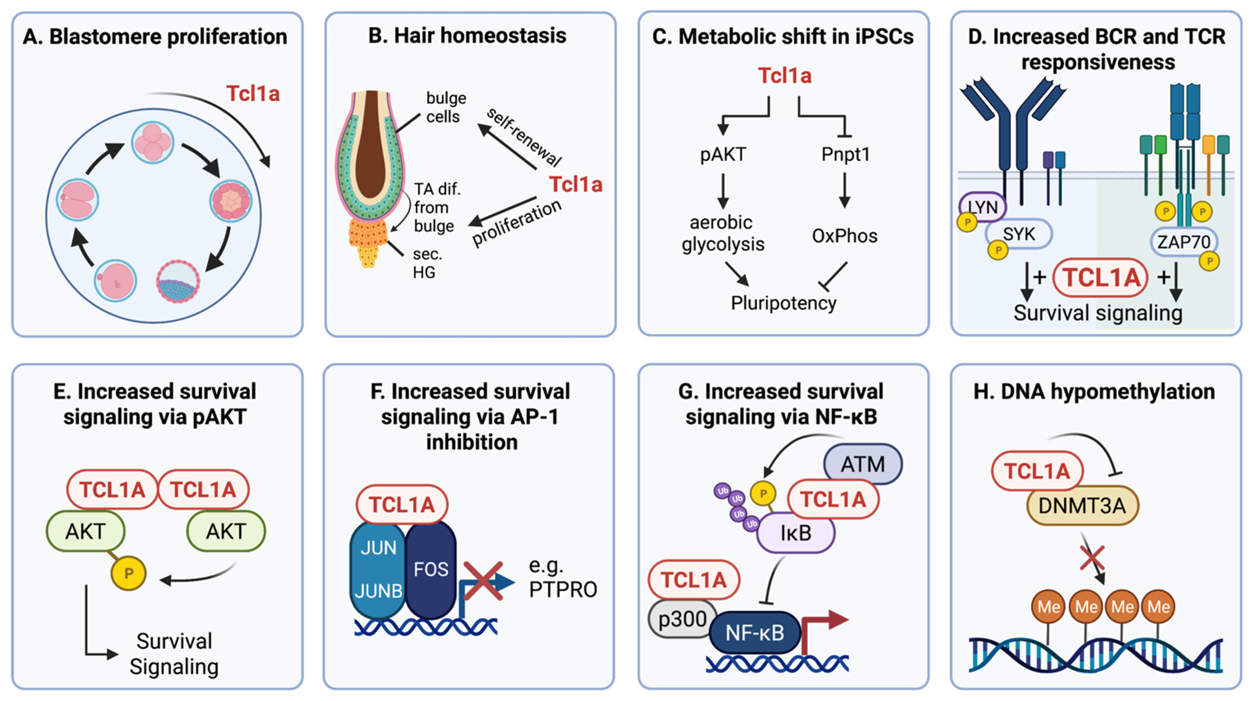 Cancers 13 05455 g001