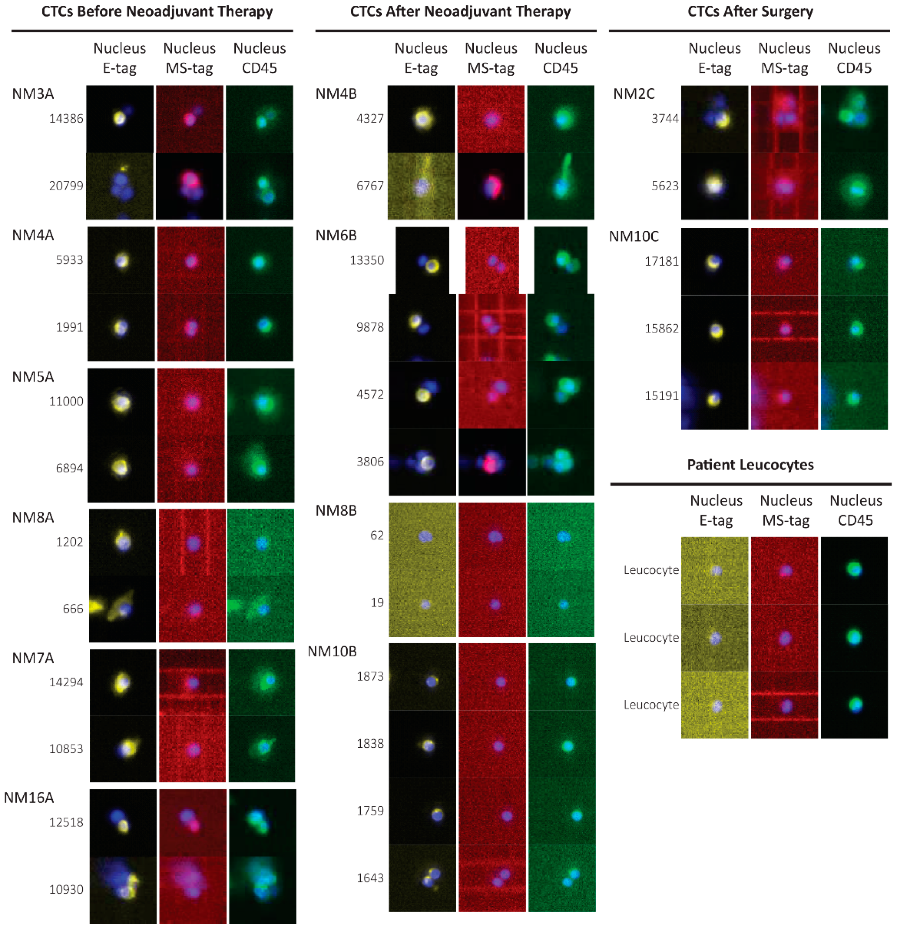 Cancers 13 06369 g002