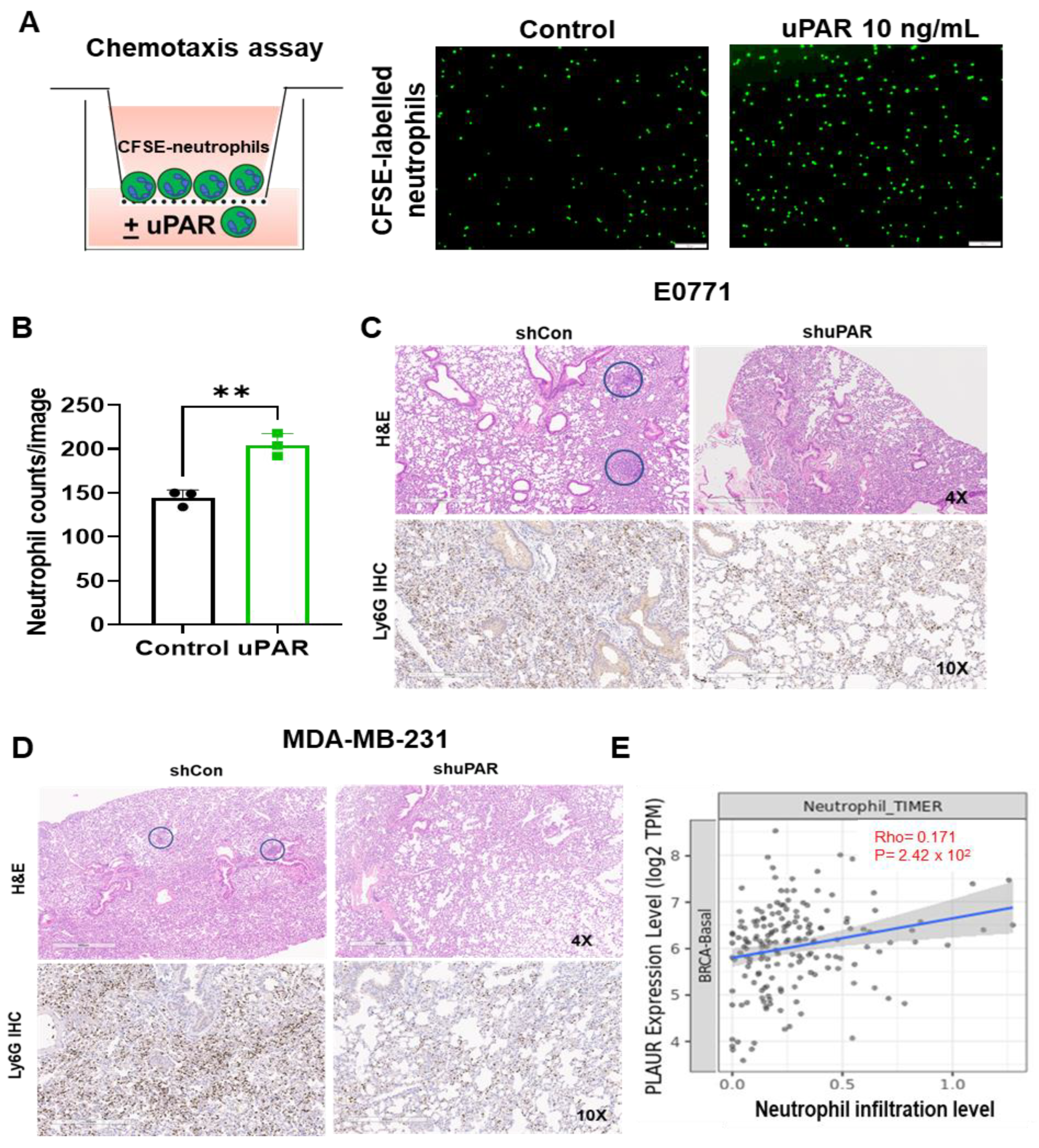 Cancers 15 02734 g004