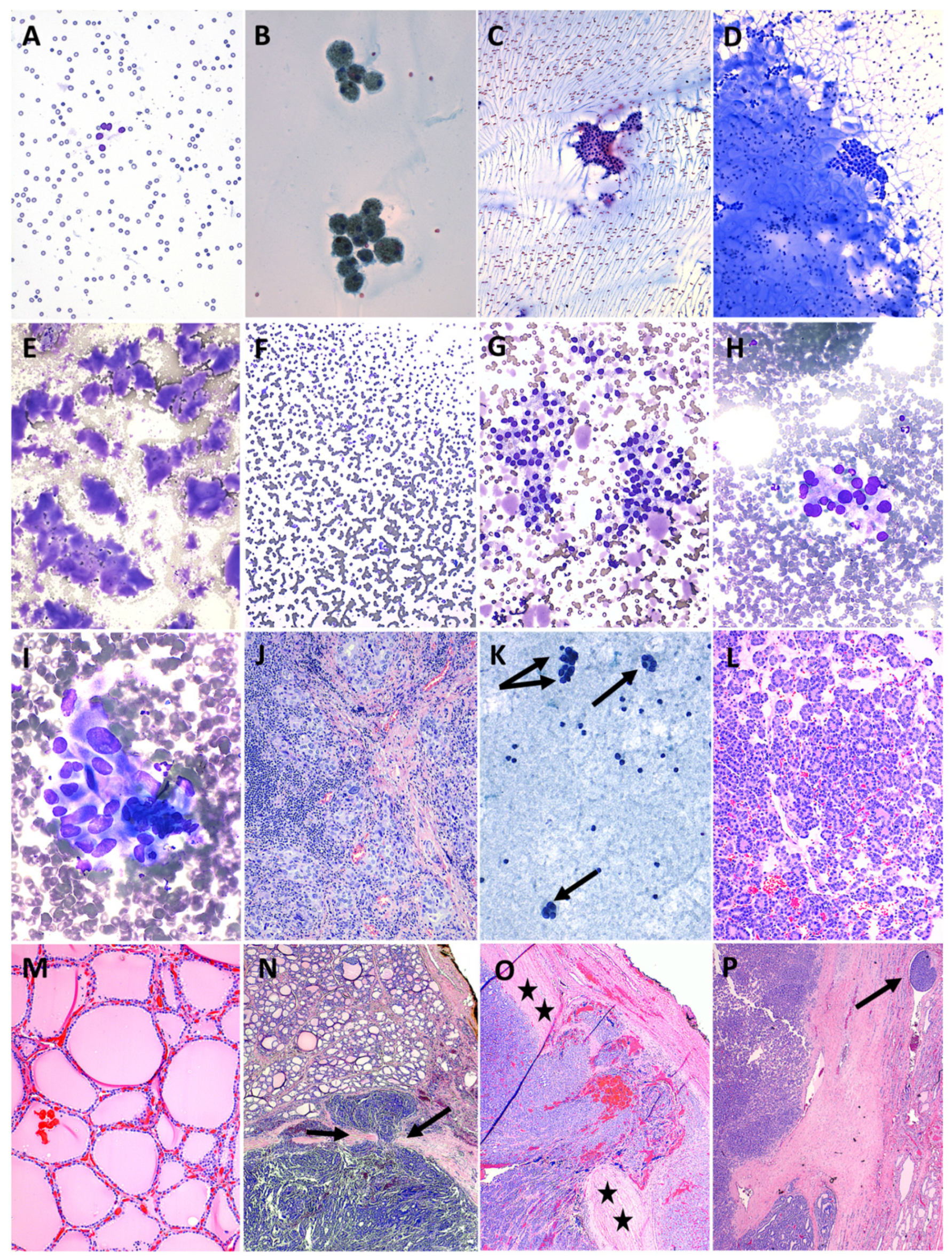 Cancers 15 03975 g002