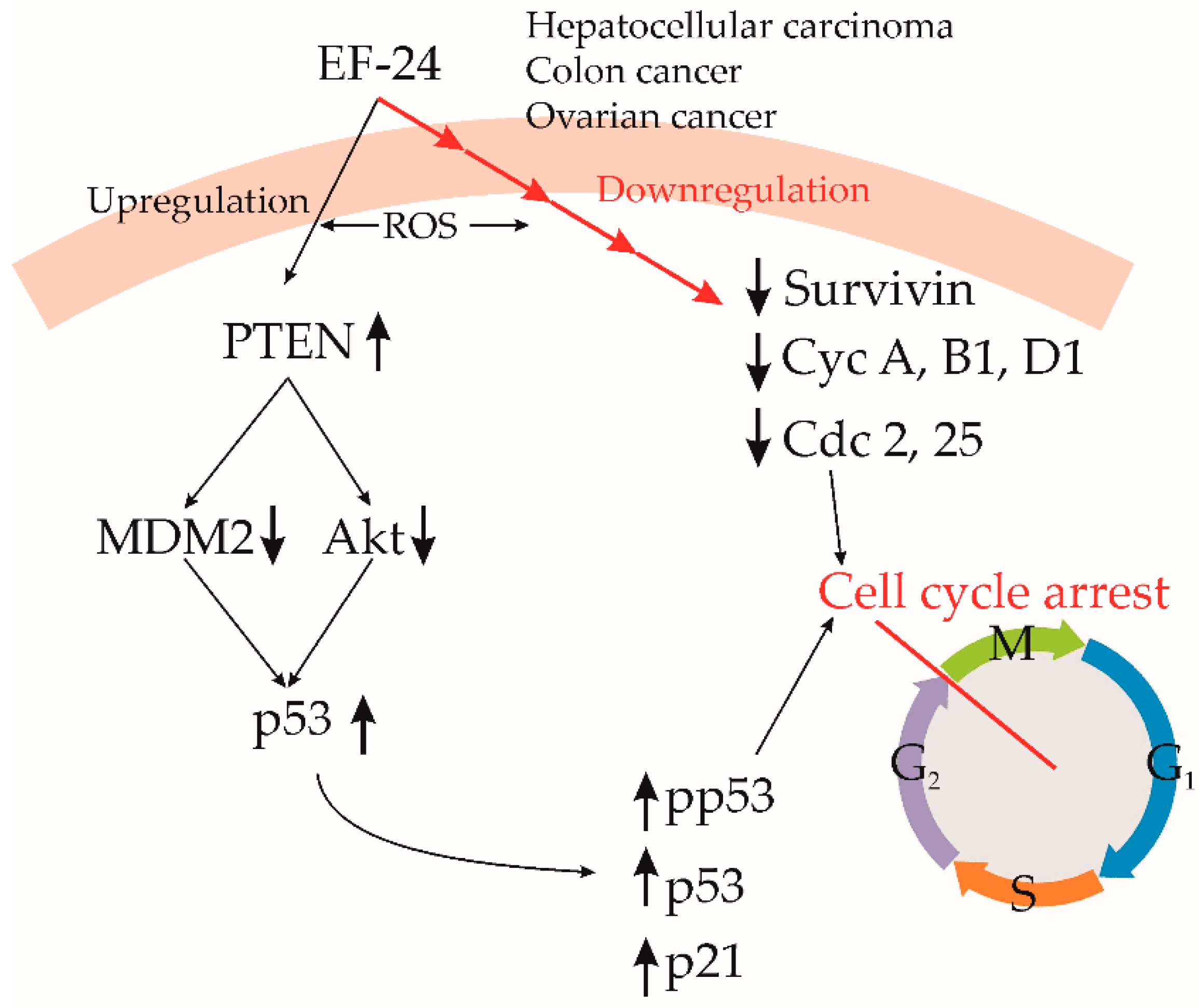 Cancers 15 05478 g005
