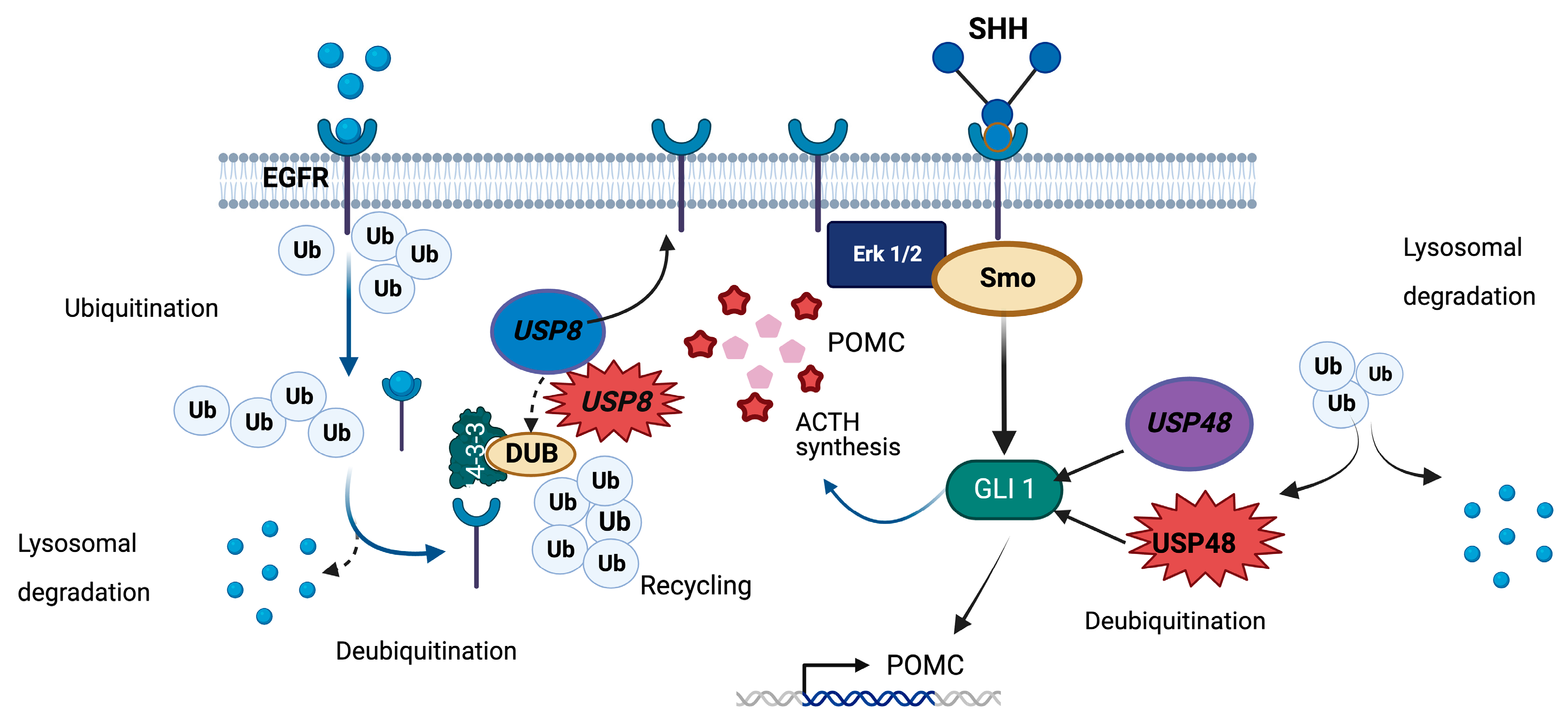 Cancers 15 05685 g004