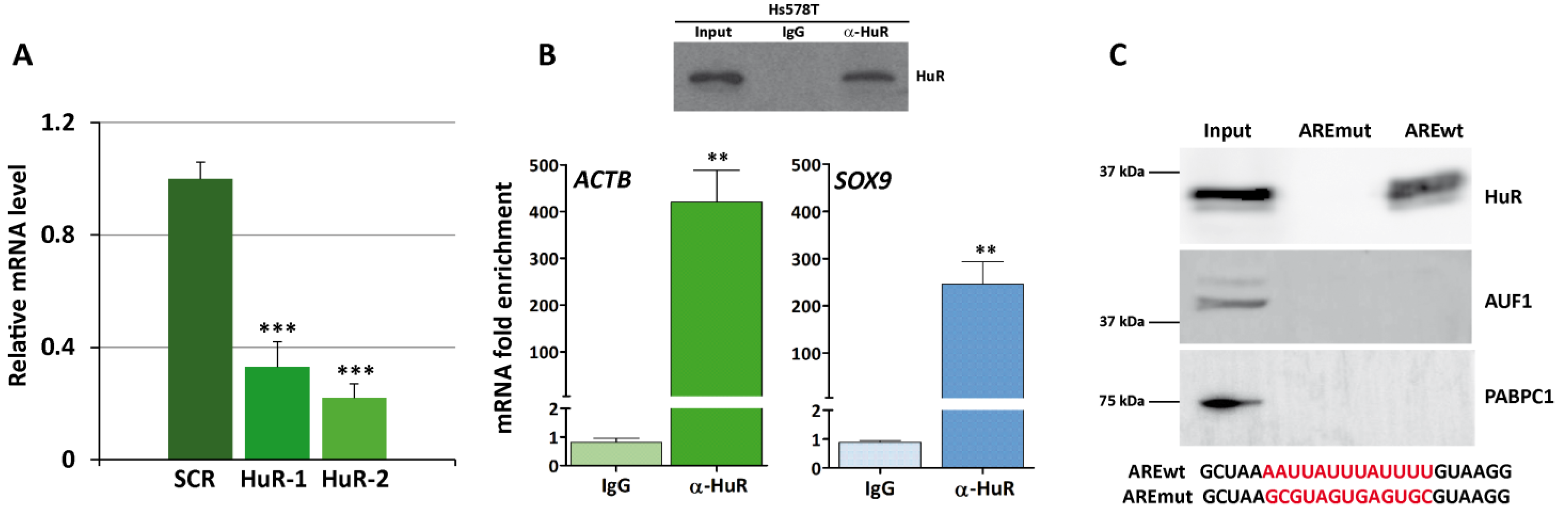 Cancers 16 00384 g003
