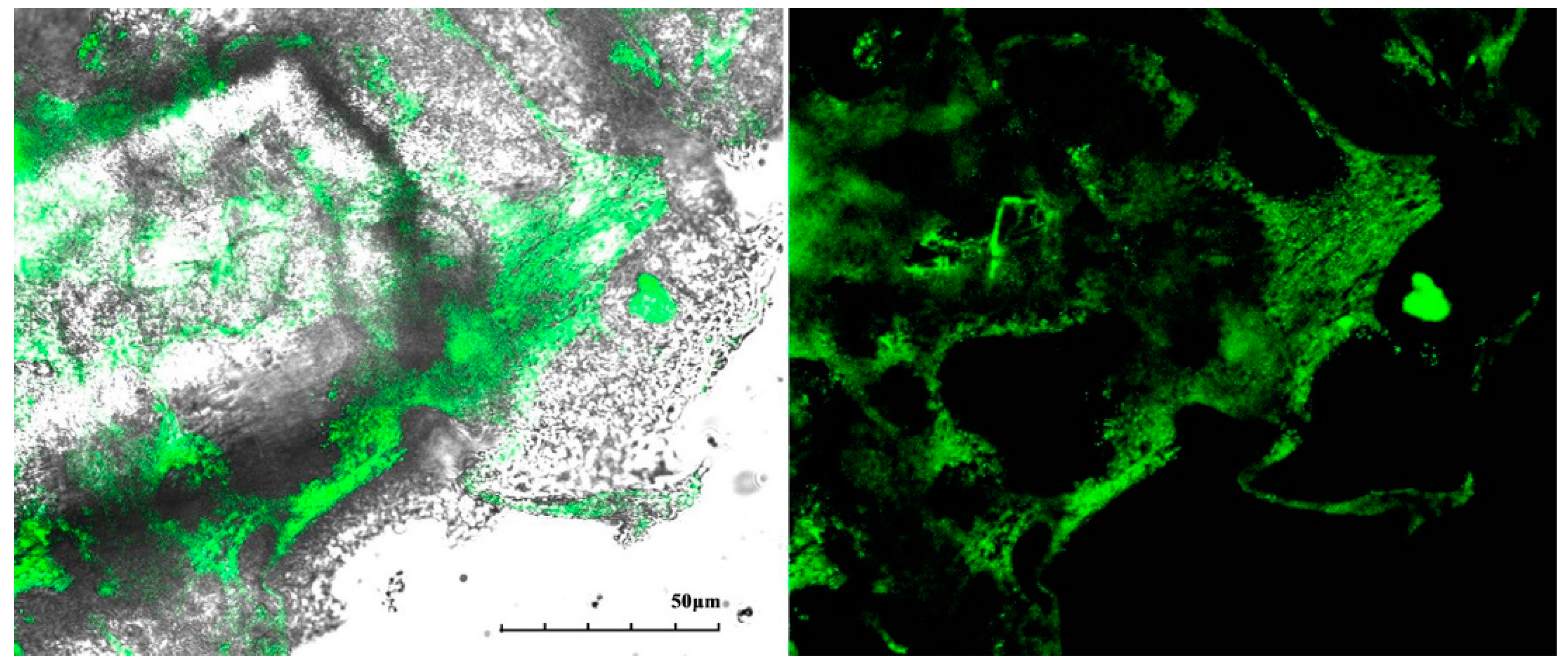 Catalysts 08 00013 g005