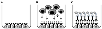 Cells 01 00141 g002 200
