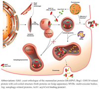 Cells 01 00168 g003 200