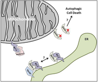 Cells 01 00284 g001 200