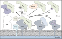 Cells 01 00284 g002 200