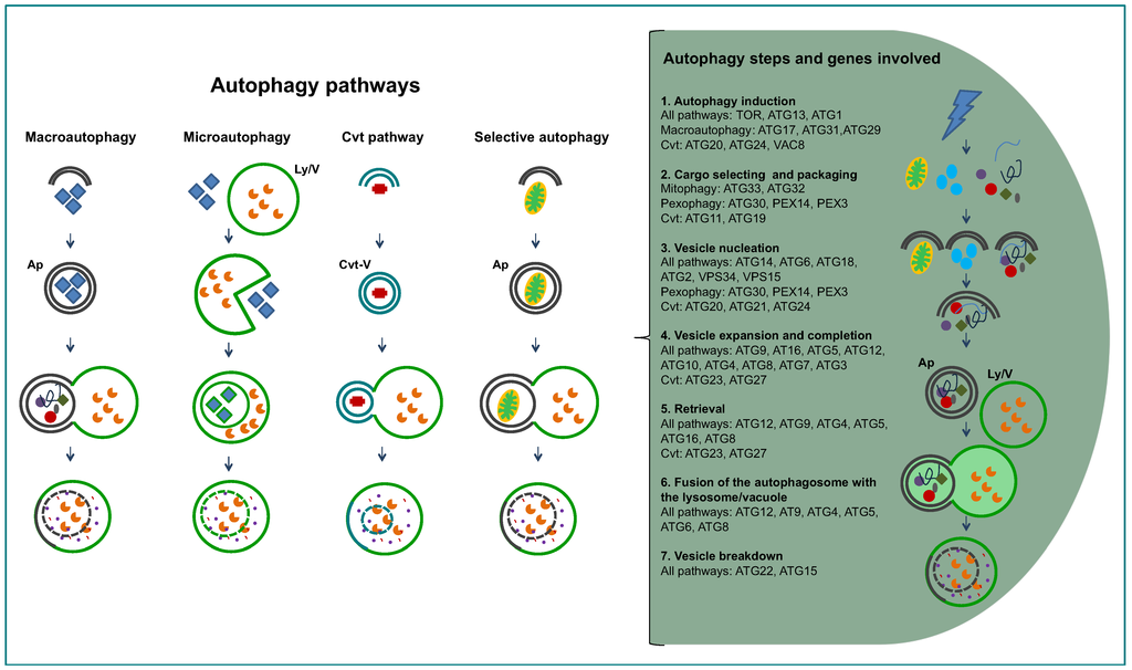 Cells 01 00346 g002 1024