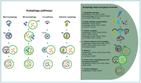 Cells 01 00346 g002 200