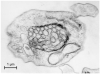 Cells 01 00346 g003 200