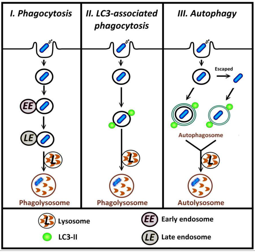 Cells 01 00396 g001 1024