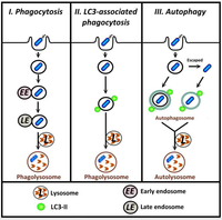 Cells 01 00396 g001 200