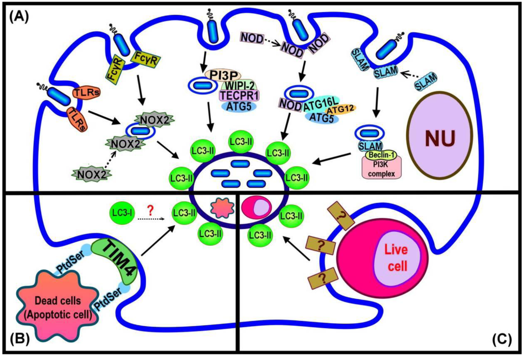 Cells 01 00396 g002 1024