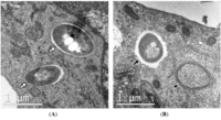 Cells 01 00396 g003 200
