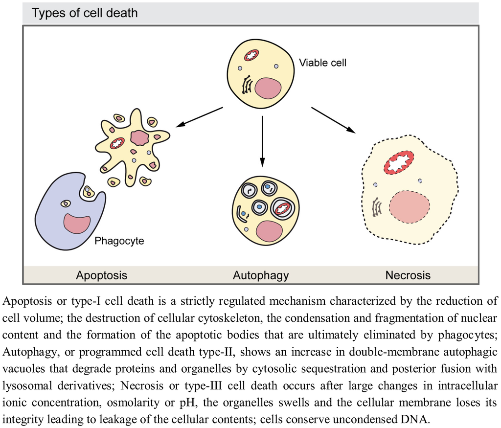 Cells 01 00428 g001 1024