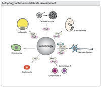 Cells 01 00428 g004 200