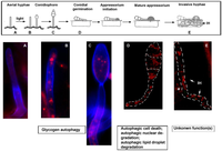 Cells 01 00449 g001 200
