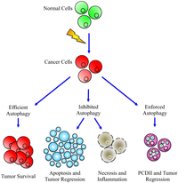 Cells 01 00520 g003 200
