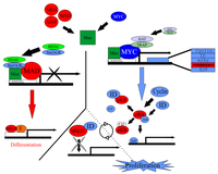 Cells 01 00667 g005 200